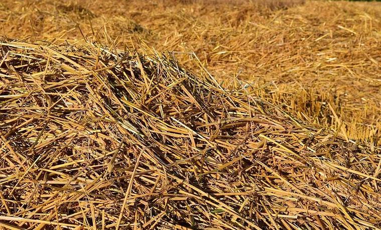 生物基材料 建筑领域的未来之路